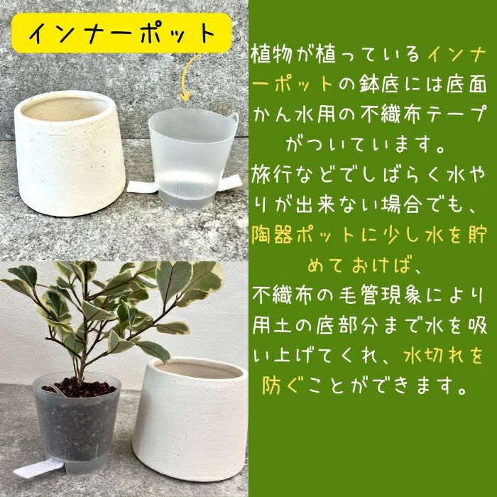 観葉植物現品販売