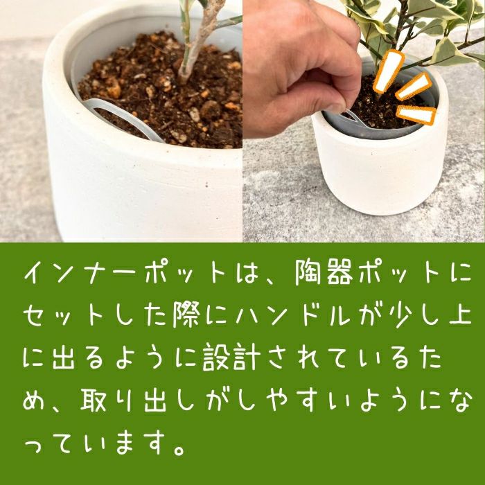 観葉植物現品販売