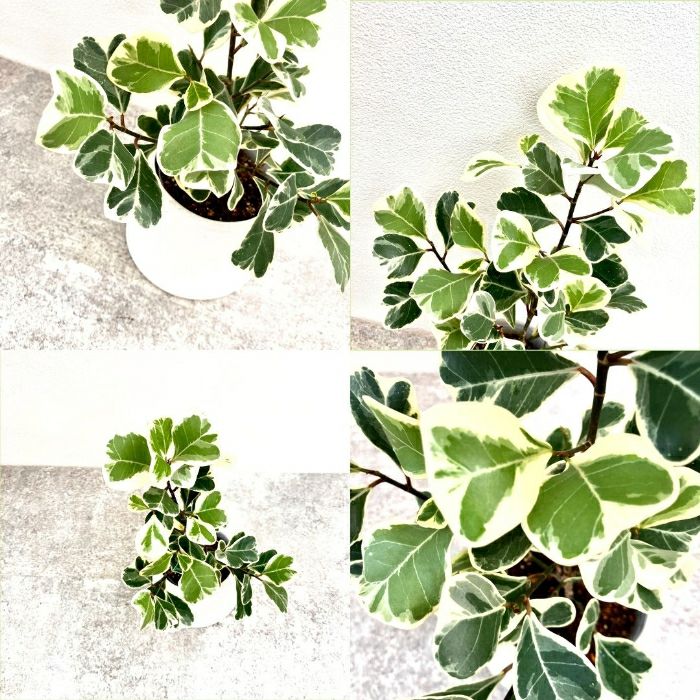 観葉植物現品販売