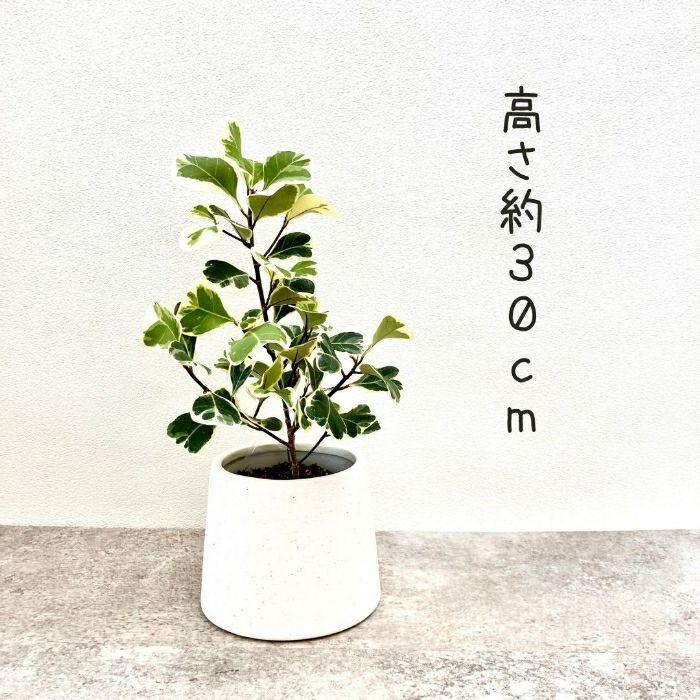 観葉植物現品販売