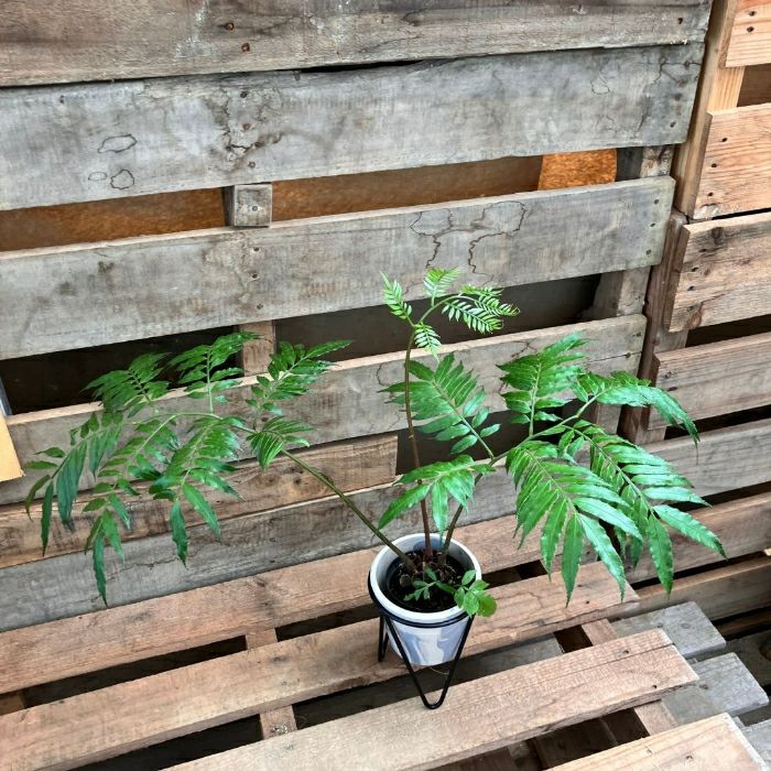 観葉植物現品販売