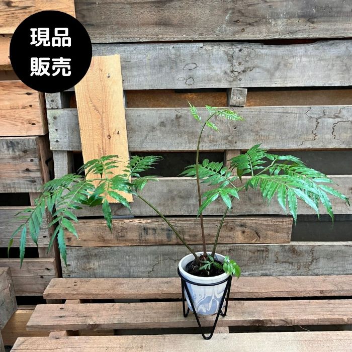 観葉植物現品販売