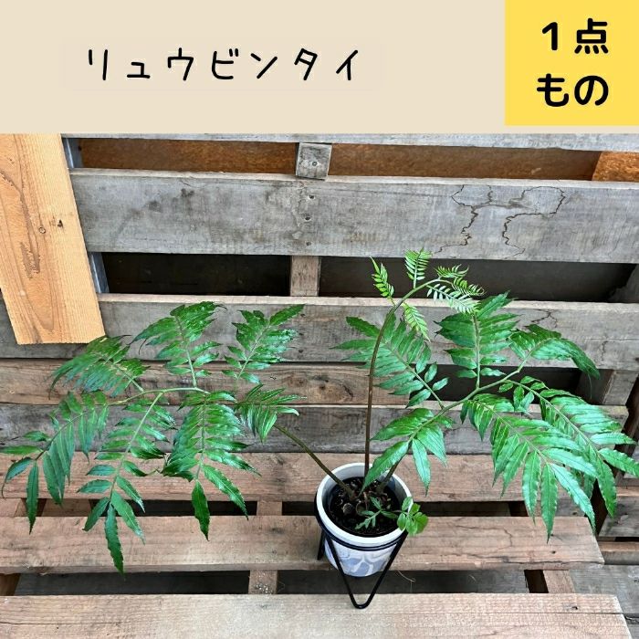 観葉植物現品販売