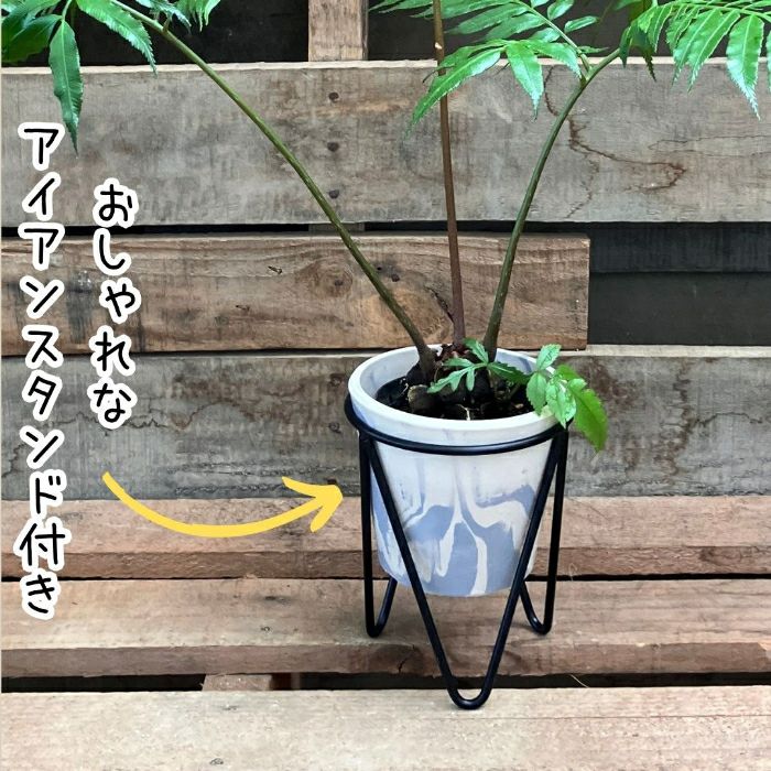 観葉植物現品販売