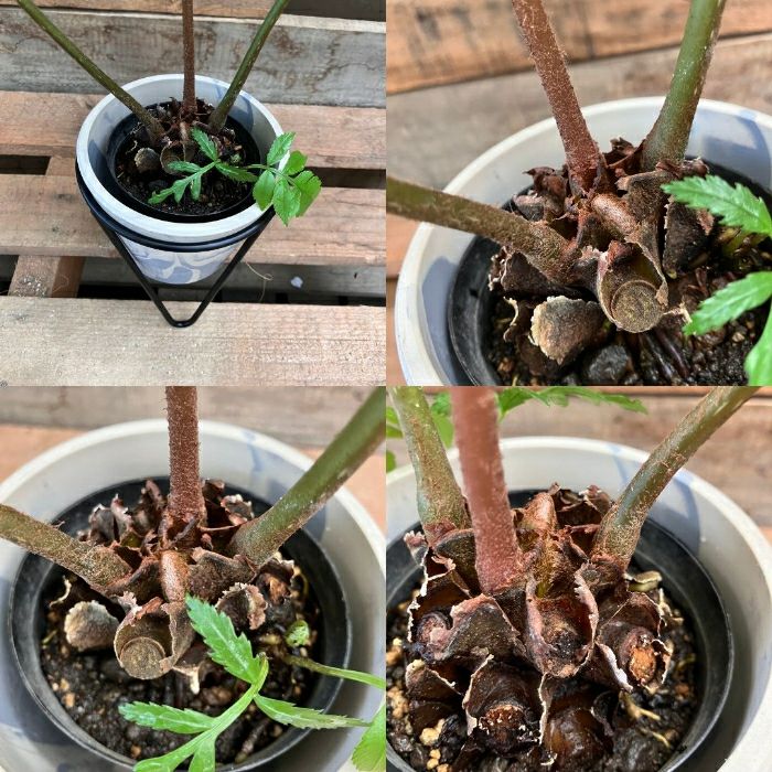 観葉植物現品販売