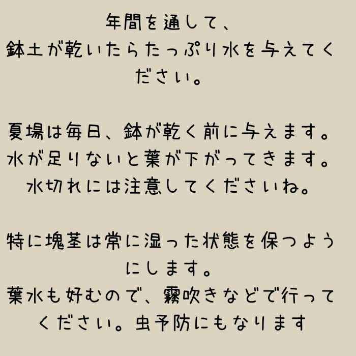 観葉植物現品販売