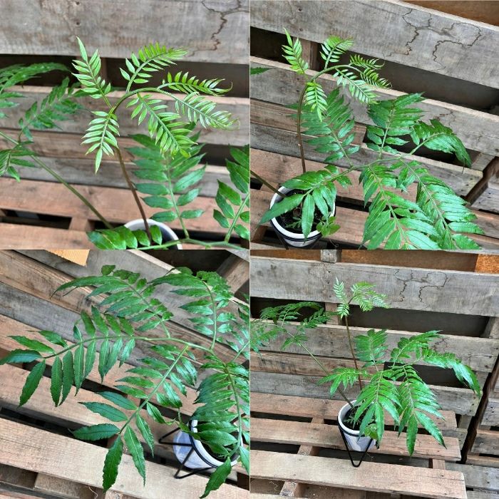 観葉植物現品販売
