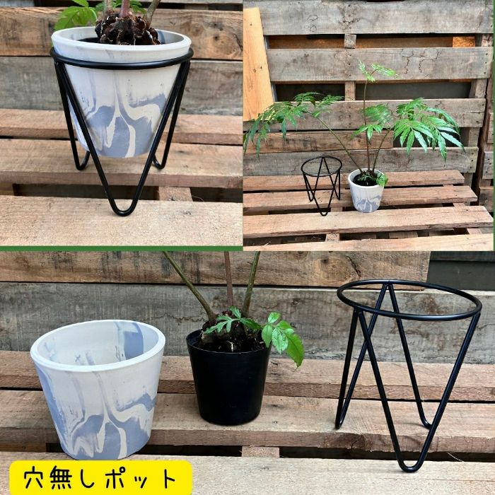 観葉植物現品販売
