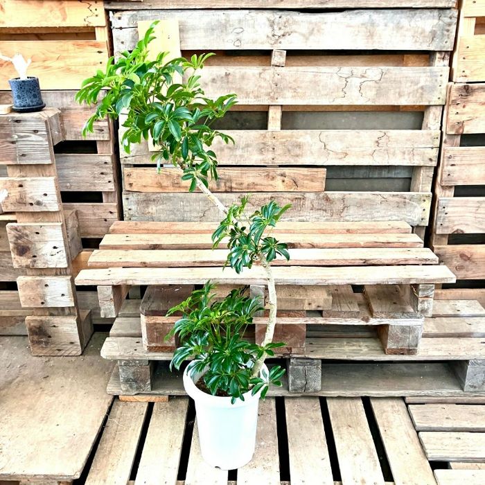 観葉植物現品販売