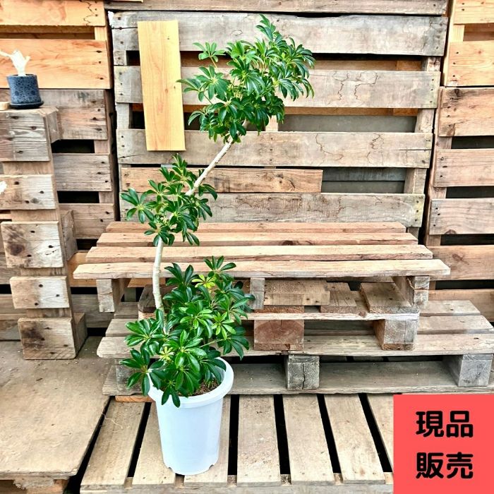 観葉植物現品販売
