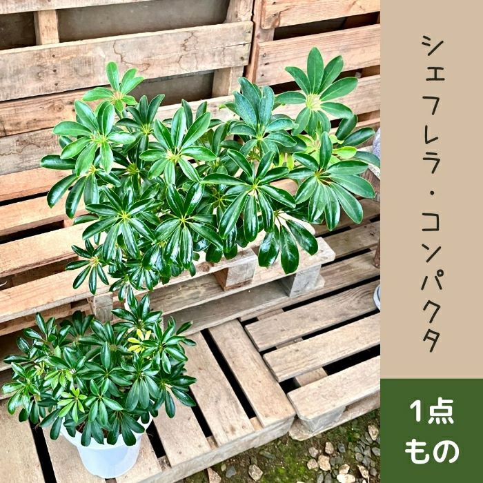 観葉植物現品販売