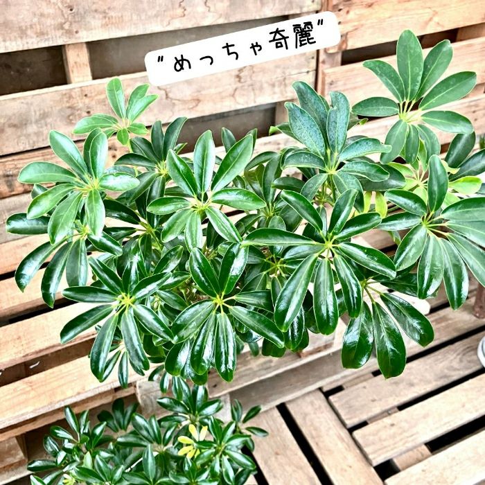 観葉植物現品販売