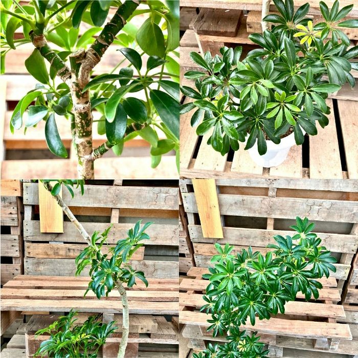 観葉植物現品販売