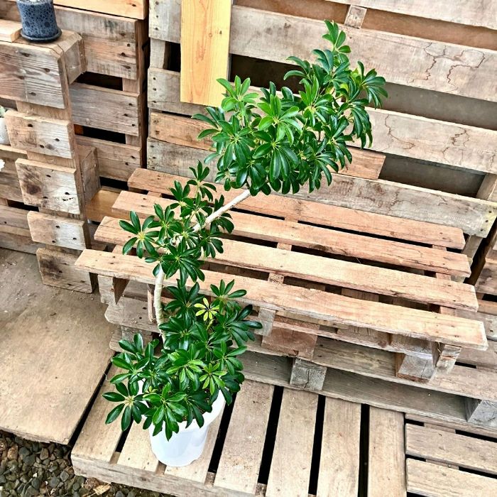 観葉植物現品販売