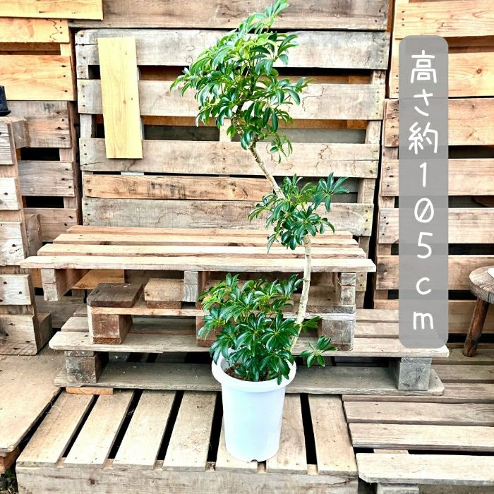 観葉植物現品販売