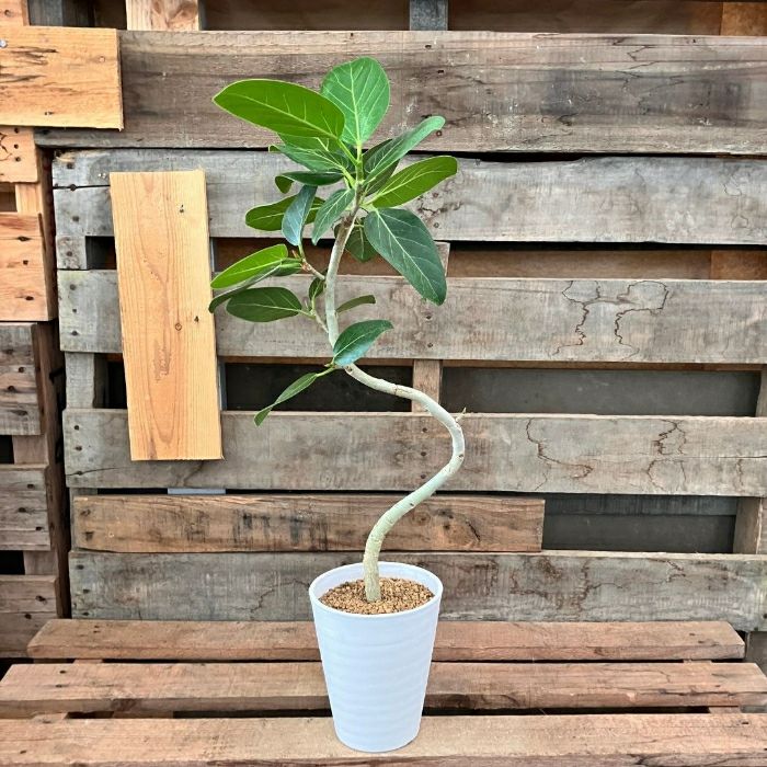 観葉植物現品販売