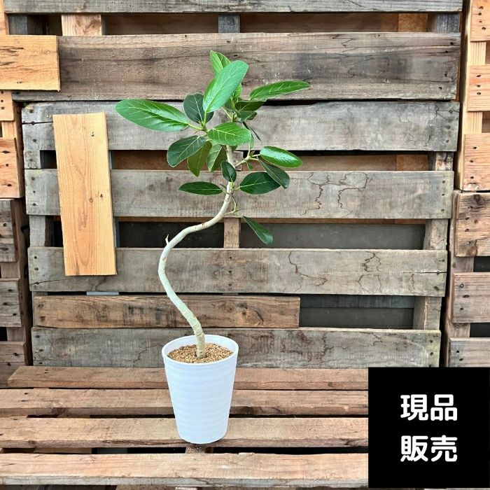 観葉植物現品販売