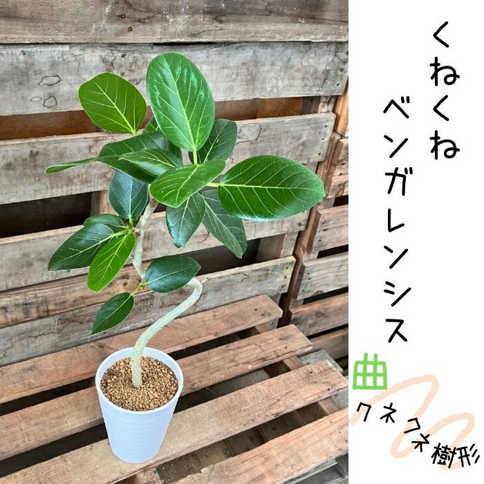観葉植物現品販売