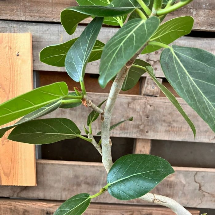 観葉植物現品販売