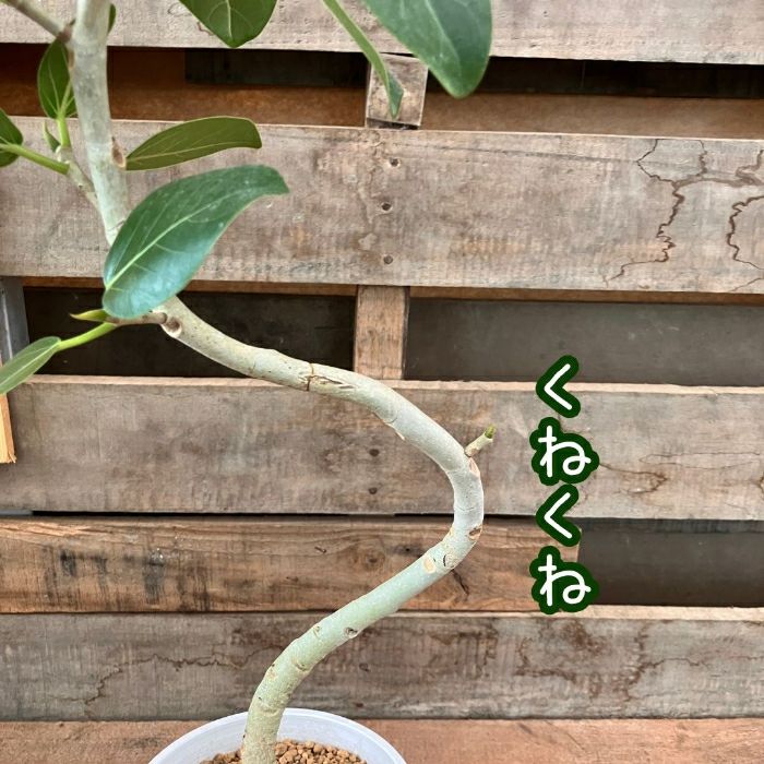 観葉植物現品販売