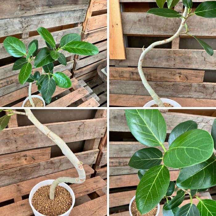 観葉植物現品販売