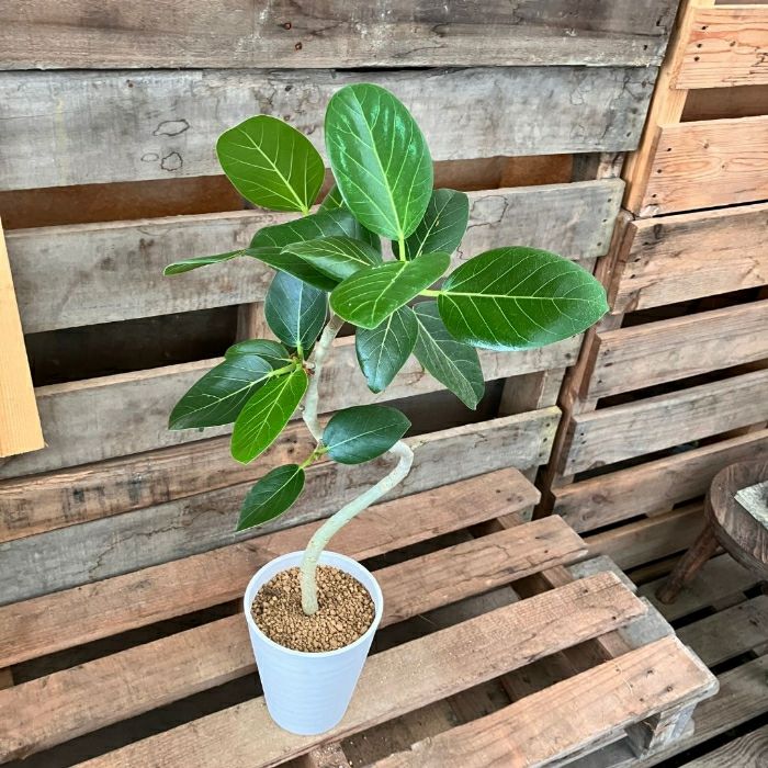 観葉植物現品販売