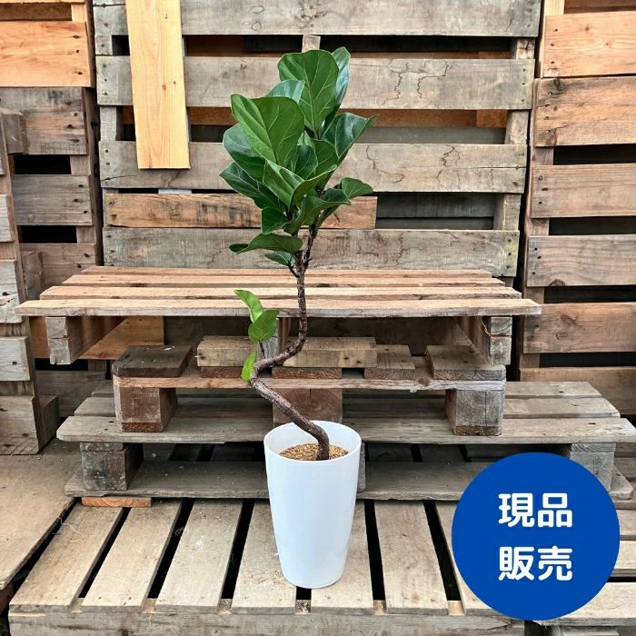 観葉植物現品販売