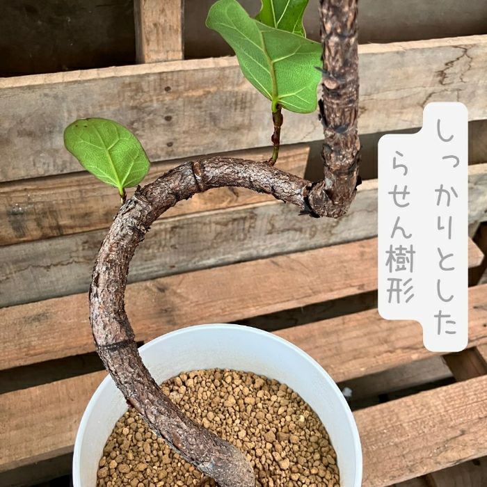観葉植物現品販売
