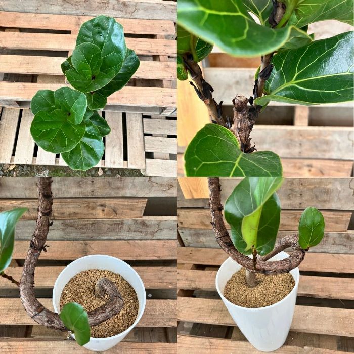 観葉植物現品販売