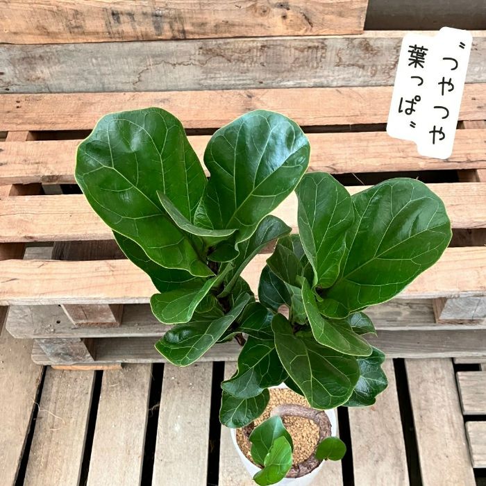 観葉植物現品販売