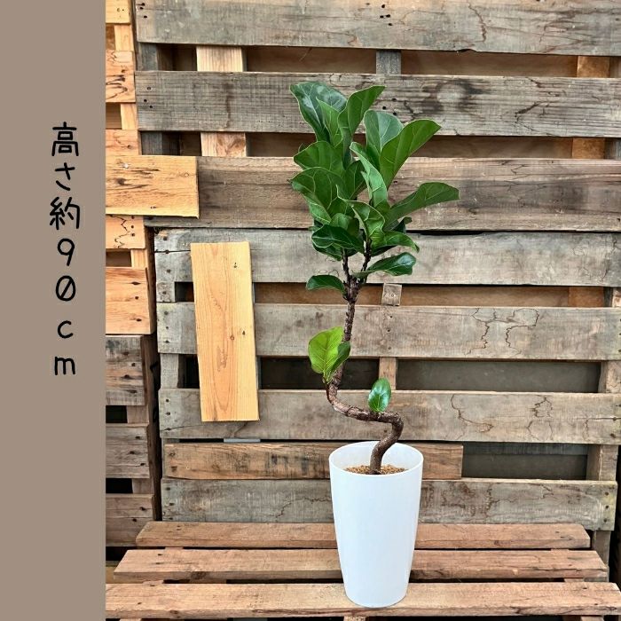 観葉植物現品販売