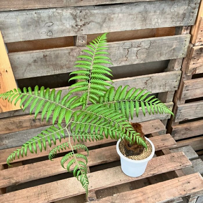 観葉植物現品販売