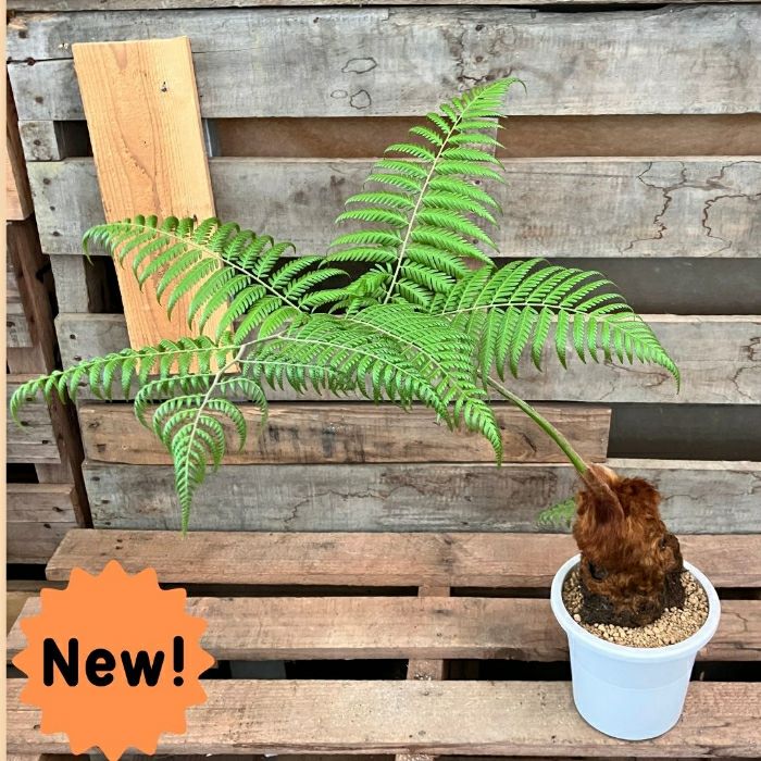 観葉植物現品販売