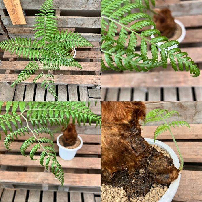 観葉植物現品販売