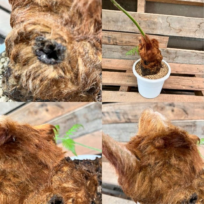 観葉植物現品販売