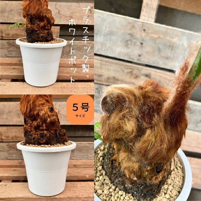 観葉植物現品販売