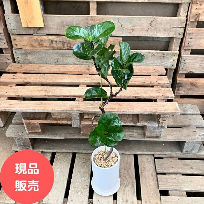 観葉植物現品販売