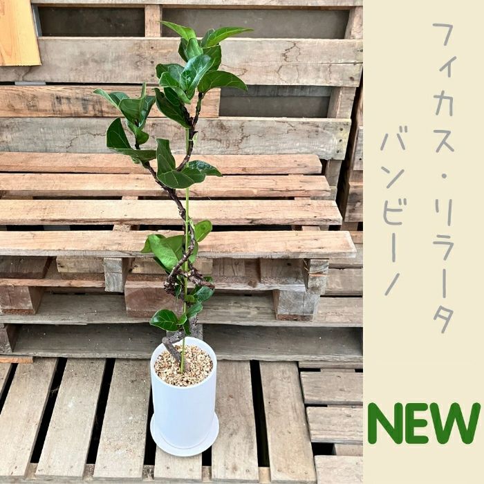 観葉植物現品販売