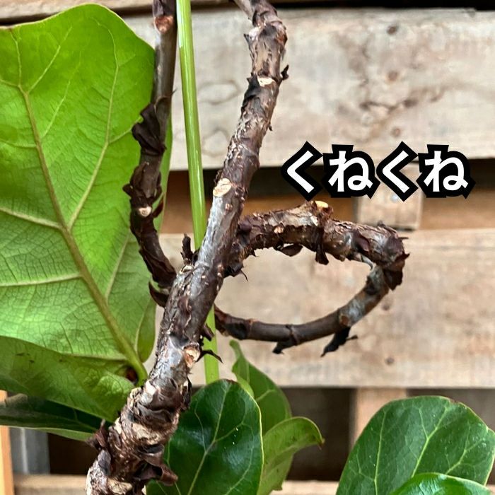 観葉植物現品販売