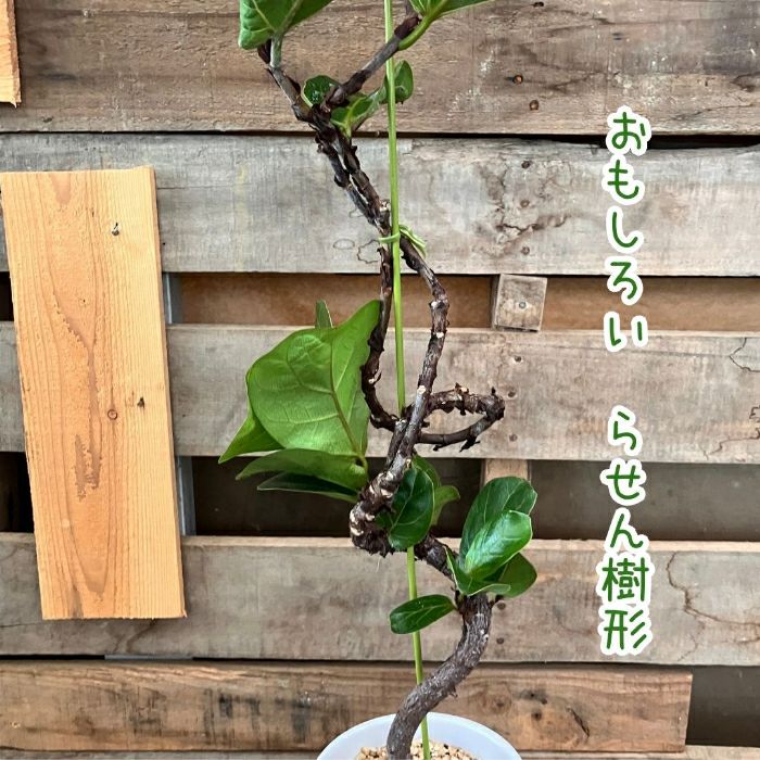 観葉植物現品販売