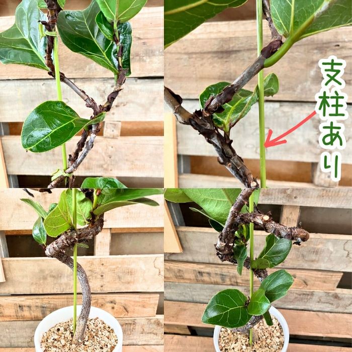 観葉植物現品販売