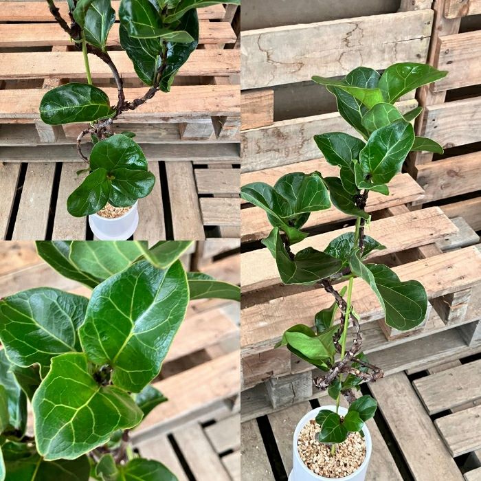 観葉植物現品販売