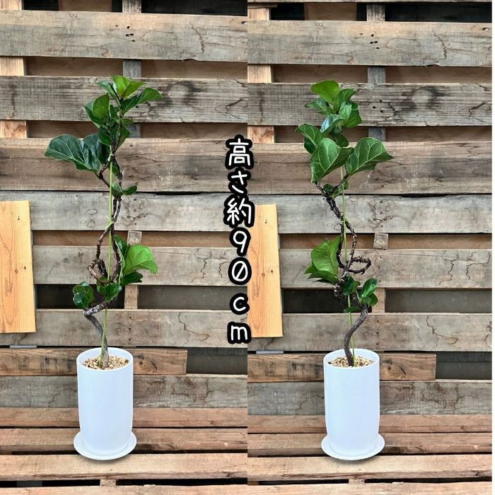 観葉植物現品販売