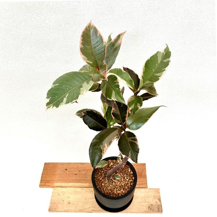 観葉植物現品販売