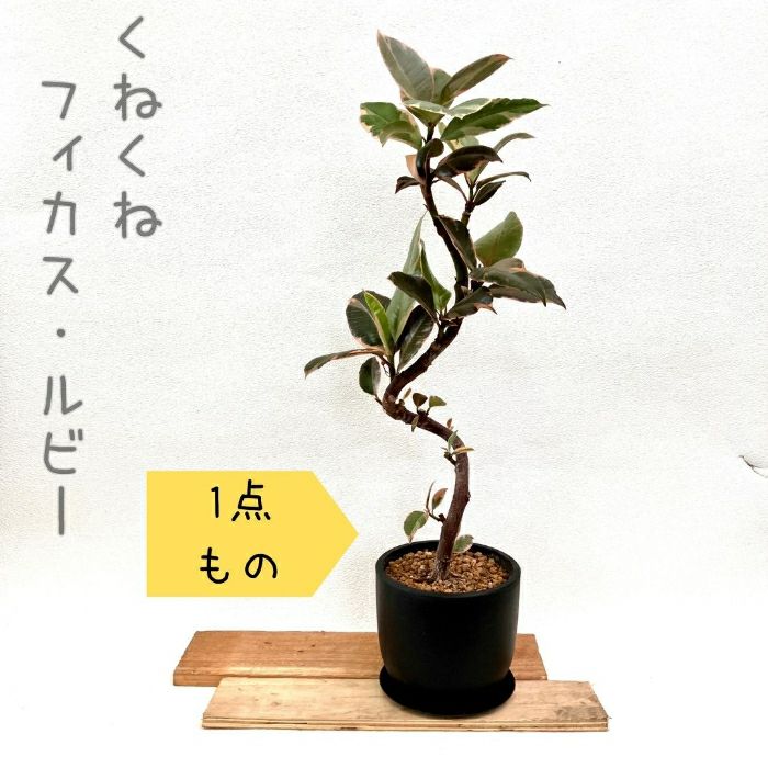 観葉植物現品販売