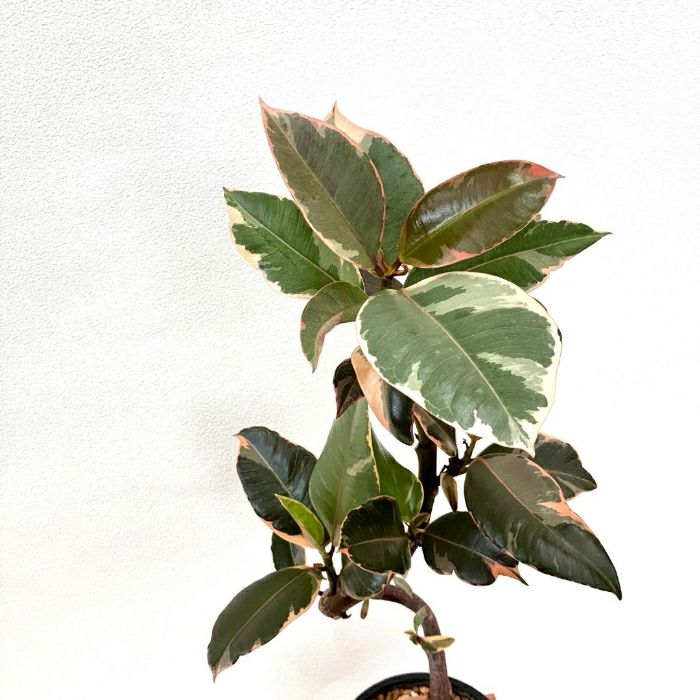 観葉植物現品販売