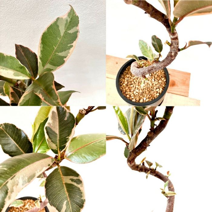 観葉植物現品販売