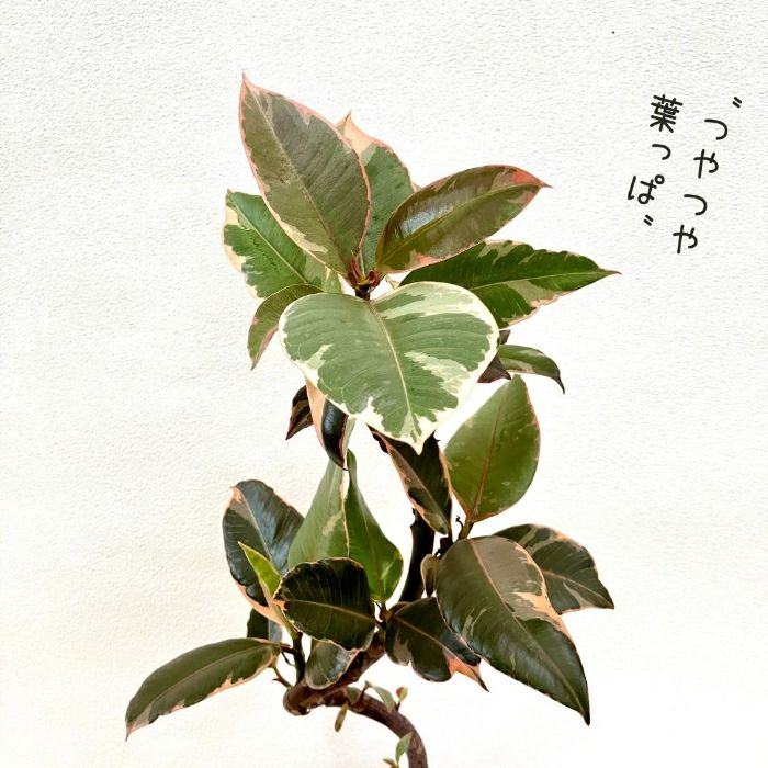 観葉植物現品販売