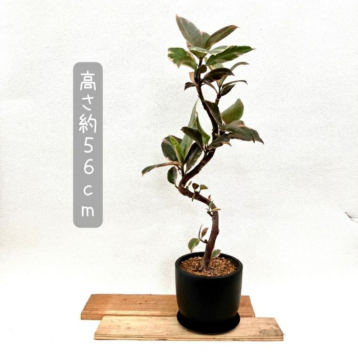 観葉植物現品販売