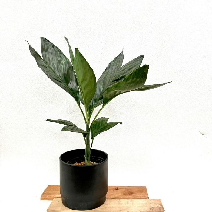 観葉植物現品販売